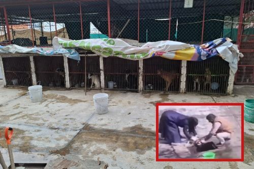 Asegura Fiscalía mexiquense, centro de Protección Animal; había 52 perritos